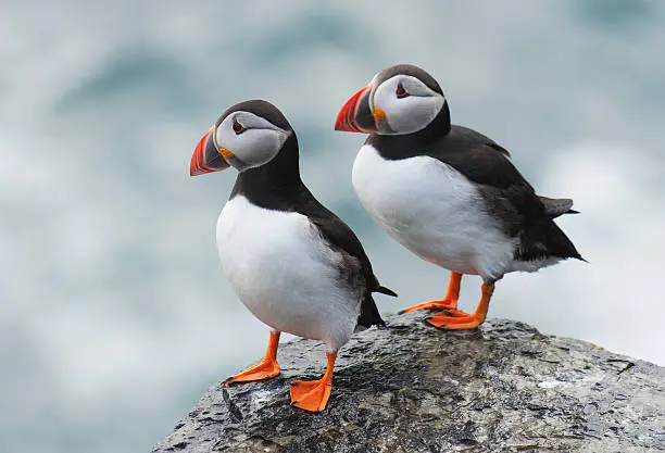 Pair of Atlantic puffin (Fratercula arctica) resting on a ledge at the top of a cliff. Papa Westray, Orkney Islands, Scotland. 