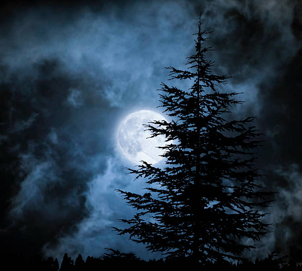 magic landscape with pine tree - moon forest bildbanksfoton och bilder