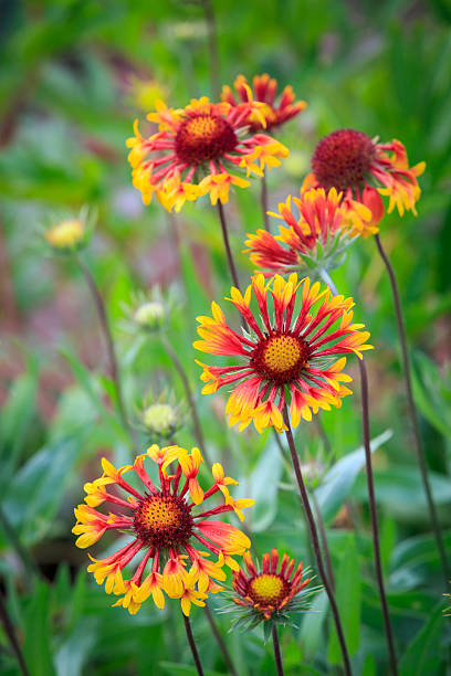 istock flowers in garden 497936284