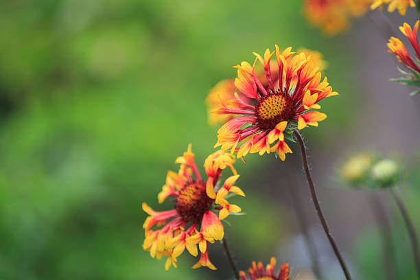 istock nice flowers in garden 497936308