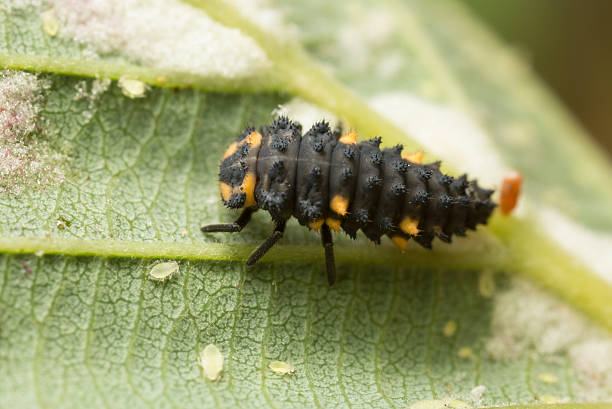 istock Seven spot ladybug, Coccinella septempunctata larva and aphids on leaf 497937030