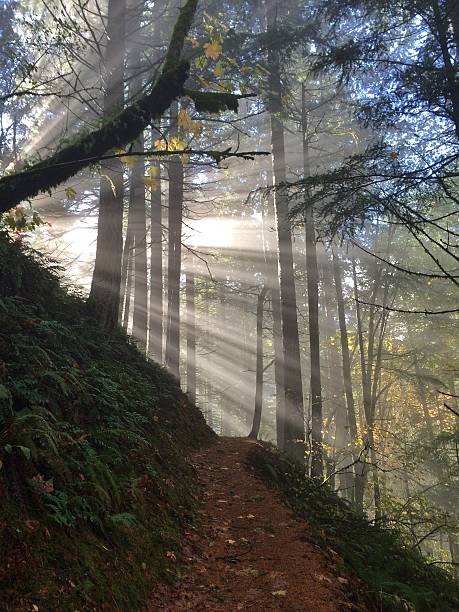 istock Fog on a hiking trail at sunrise 497937052