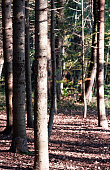 b%C3%A4ume-im-wald.jpg?b=1&s=170x170&k=2
