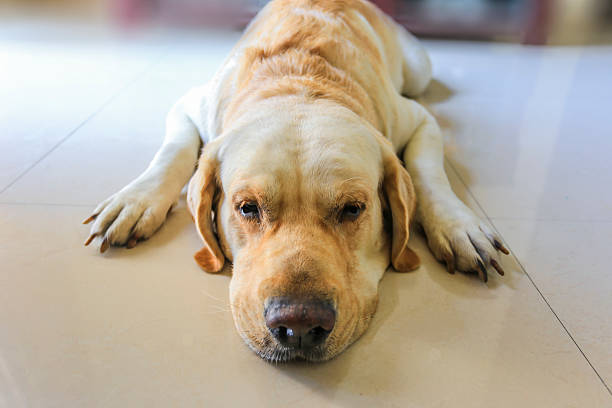istock Labrador retriever dog sleeping on the floor close up 497937248