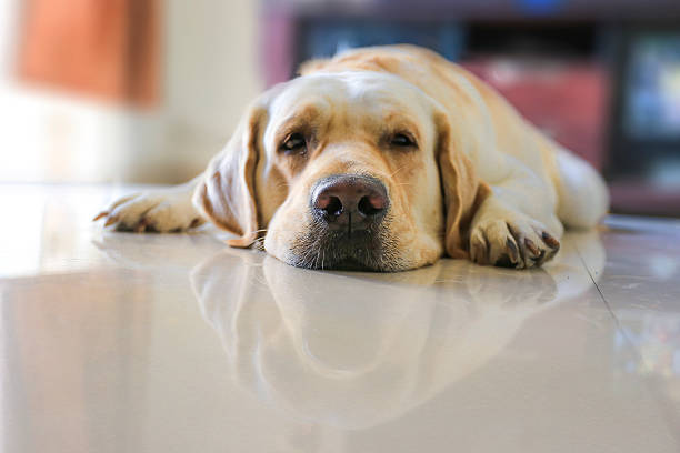 Labrador retriever dog sleeping on the floor close up