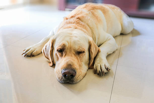 labrador cane che dorme sul pavimento primo piano - alenka foto e immagini stock