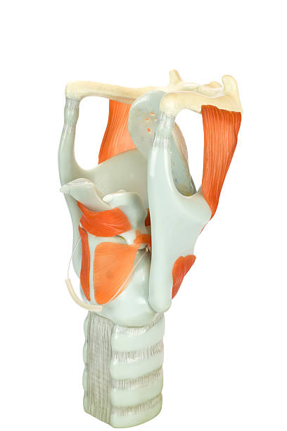 Model of human larynx or voive box with vocal cords