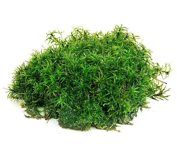 istock Beautiful green moss close-up isolated on a white background. 497938576