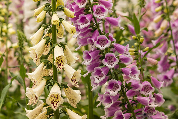 istock pink and yellow foxglove flowers 497938644