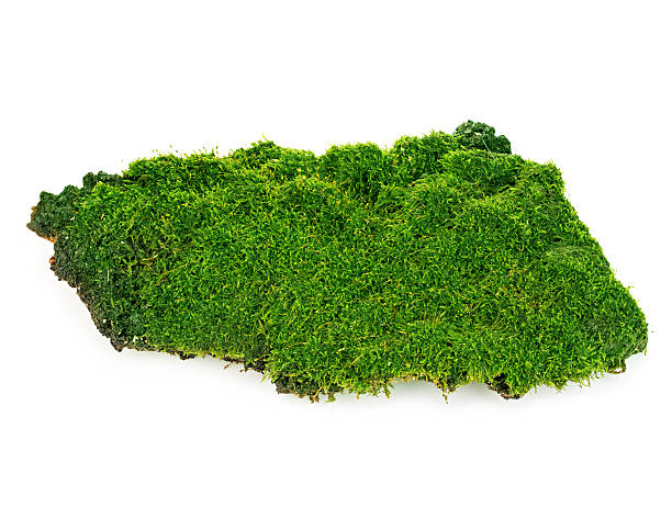 istock Beautiful green moss close-up isolated on a white background. 497938776