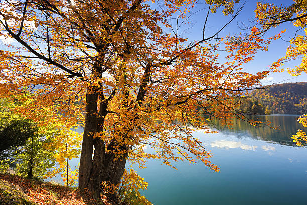 istock Golden autumn tree on Lake Bled, Slovenia 497940184