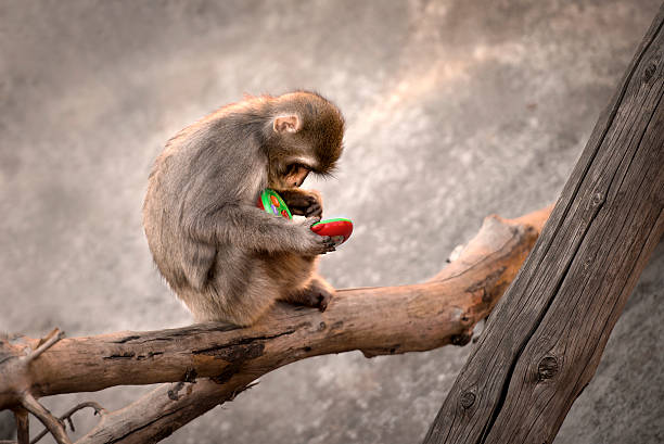 małpa telefonu - telephone chimpanzee monkey on the phone zdjęcia i obrazy z banku zdjęć