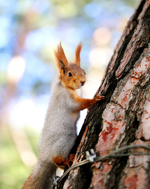Beautiful portrait of a squirrel is photographed close-up