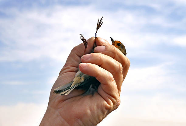 istock Ornithologist shows the ring on foot robins (lat. Erithacus rubecula) 497941926