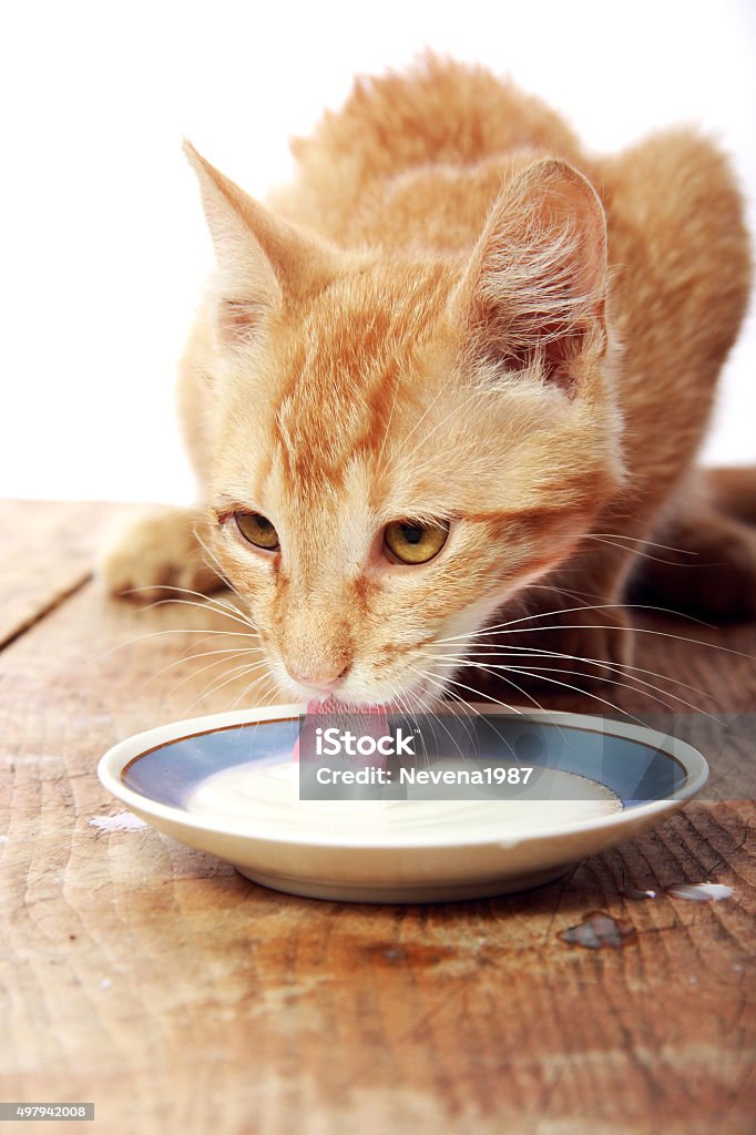 yellow cat drinking a milk Domestic Cat Stock Photo