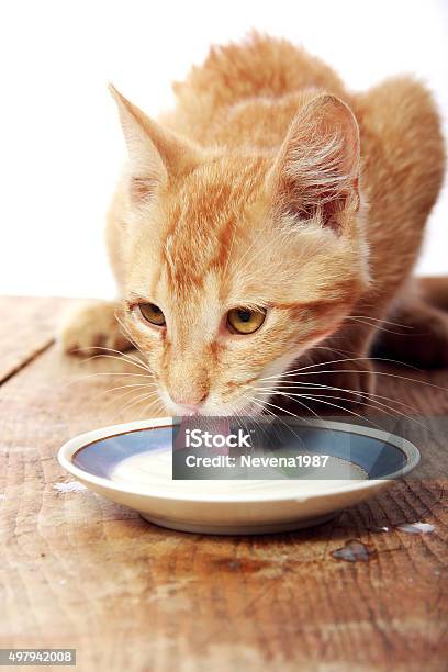 Yellow Cat Drinking A Milk Stock Photo - Download Image Now - Domestic Cat, Drinking, 2015