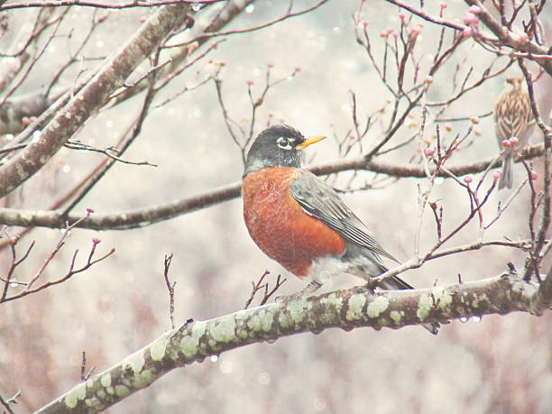 istock American Robin Red Breast Bird on Tree Branch in Winter 497942356