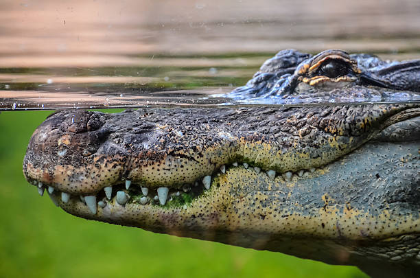 istock Amphibian Prehistoric Crocodile 497942746