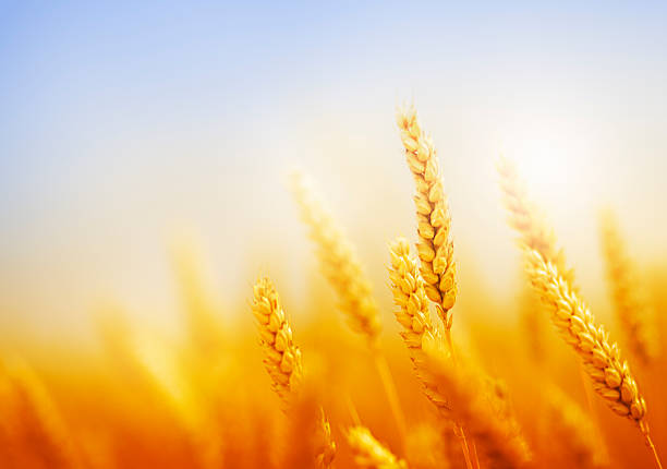 campo de trigo dourado contra o céu azul - golden wheat imagens e fotografias de stock