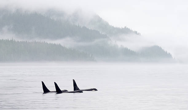 ballena orca pod en misty a la bahía - ballena orca fotografías e imágenes de stock