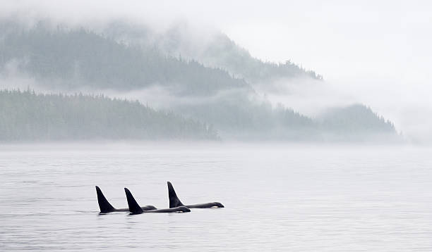 killer whale pod la baie dans la brume - pod photos et images de collection