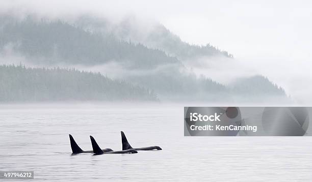 Killer Whale Pod In Misty Bay Stock Photo - Download Image Now - Orca, British Columbia, Pod - Group of Animals