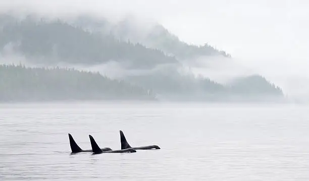 Photo of Killer Whale Pod in Misty Bay