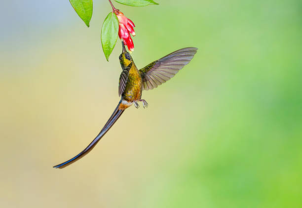 istock Hummingbird , Violet-tailed Sylph 497946450