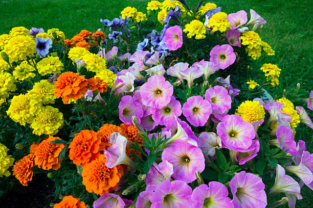 Petunia and African Marigold. stock photo