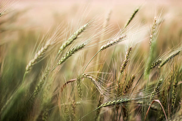 trigo campo primer plano. - alenka fotografías e imágenes de stock