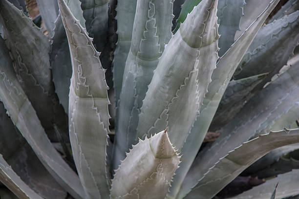 istock Green Agave Cactus Succulent Plant Macro 497947292