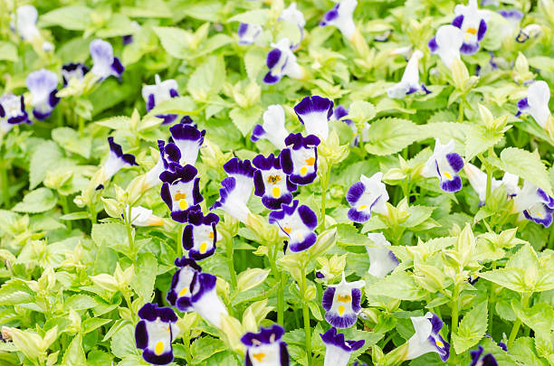 istock Torenia or Wishbone flowers 497947407