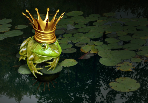 Frog prince concept with gold crown representing the fairy tale concept of change and transformation from an amphibian to royalty on a lily pad pond background.