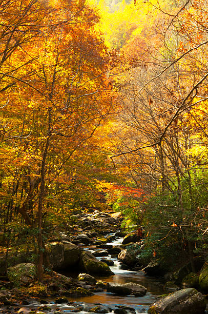 istock Small stream in the Smokies surrounded with fall colored leaves. 497947816