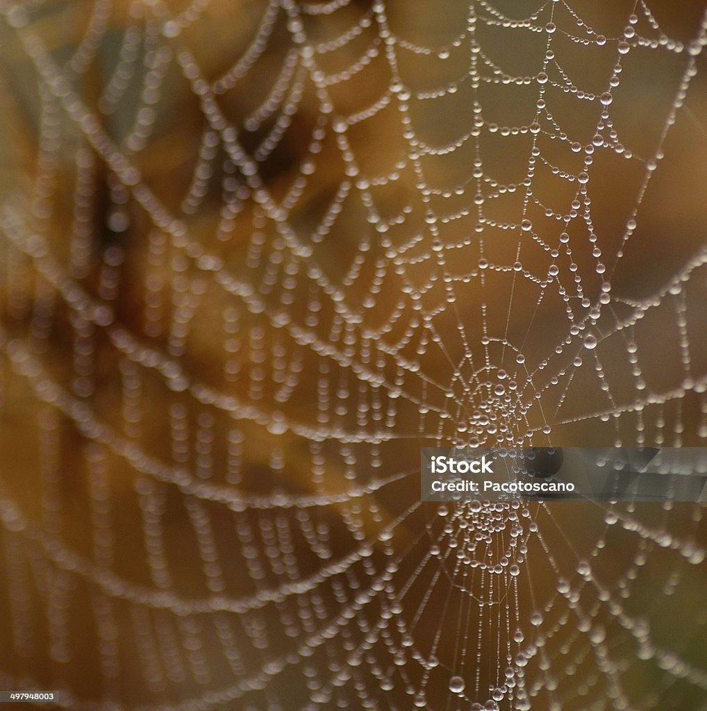 Cobwebs On Rocks Splendid Cobweb Covered With Dewdrops Stock Photo - Download Image Now ...