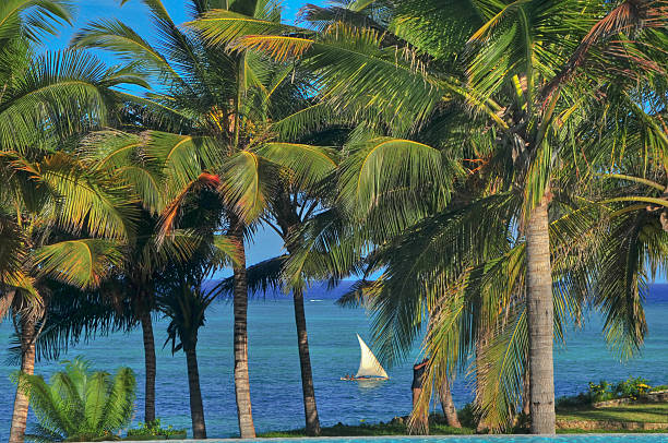 palm landscape photo taken in tanzania zanzibar September 2011 basket boat stock pictures, royalty-free photos & images