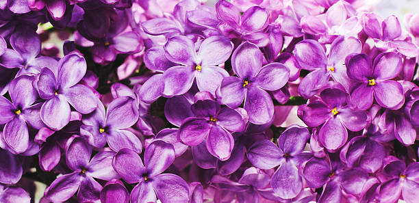 istock purple lilac flowers 497948441