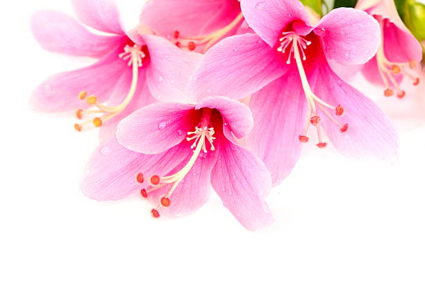 istock Pink Hibiscus or Chinese rose flower on white background. 497949417