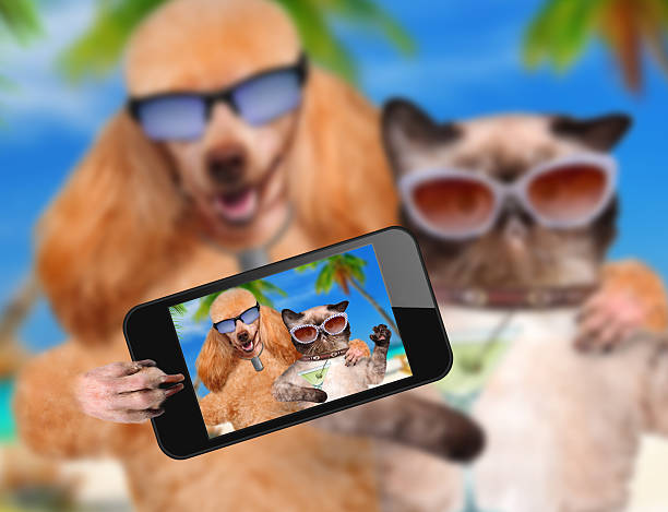 istock dog with cat taking a selfie together with a smartphone 497949437