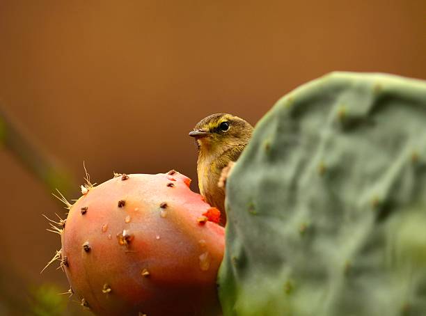 istock Bird phylloscopus canariensis on a prickly pear 497949907