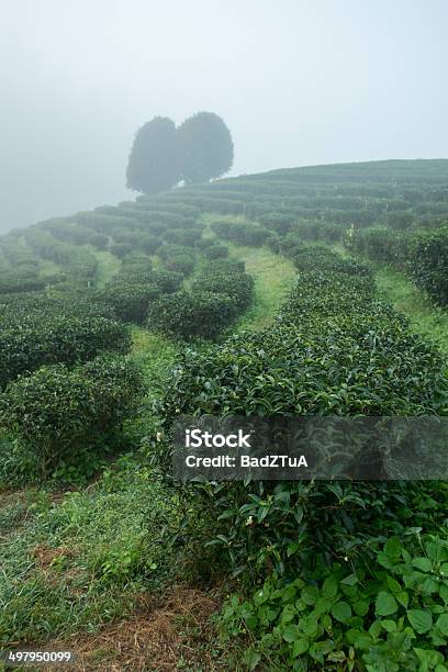 Tea Field Among Mist In The Morning At Doi Wavee Stock Photo - Download Image Now - Agricultural Field, Agriculture, Balcony