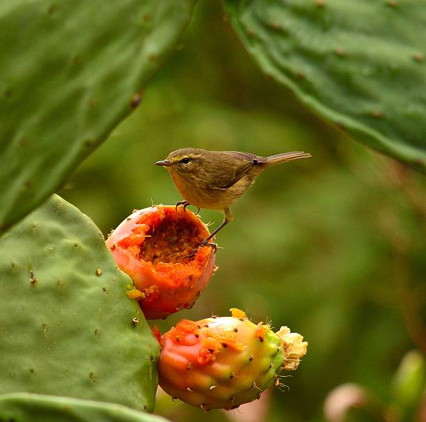 istock Bird phylloscopus canariensis on a prickly pear ready to eat 497950671