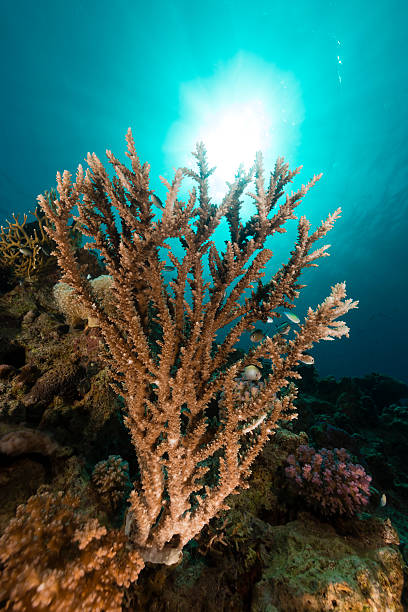 istock Underwater world in the Red Sea. 497950781