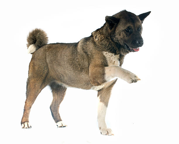 istock american akita 497950989