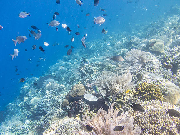 istock Coral reefs in Bunaken 497951013