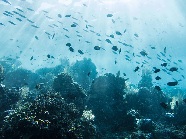 istock Coral reefs in Bunaken 497951017