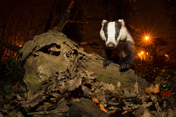 London Badger-Urban Wildlife European Badger (Meles meles).  richmond park stock pictures, royalty-free photos & images