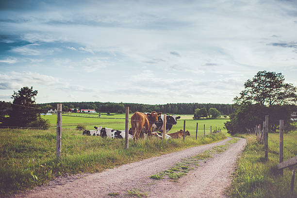 Rural scene in Sweden Rural scene in Linköping, Östergötland, Sweden ostergotland stock pictures, royalty-free photos & images