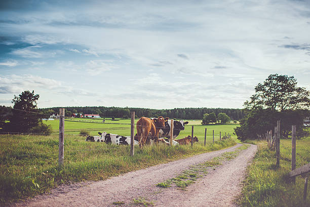 krajobraz wiejski w szwecji - nasycona barwa zdjęcia i obrazy z banku zdjęć