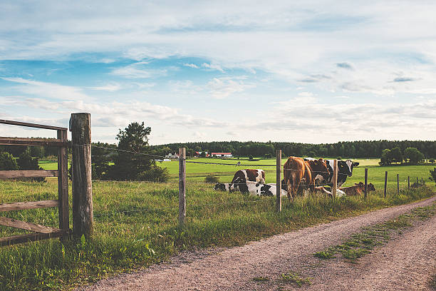 istock Rural scene in Sweden 497951425